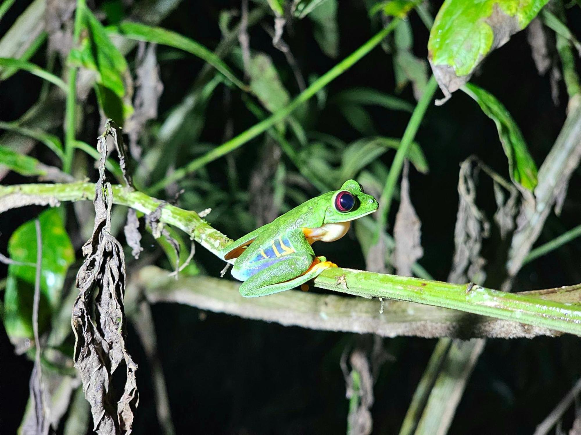 Wildlife Lodge Cahuita Extérieur photo