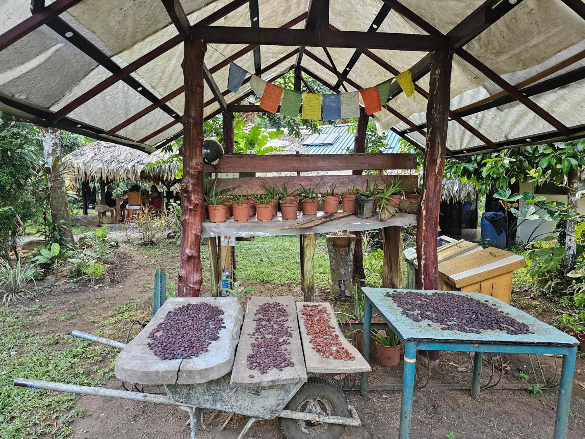Wildlife Lodge Cahuita Extérieur photo